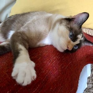 Meet your Posher, Nilay